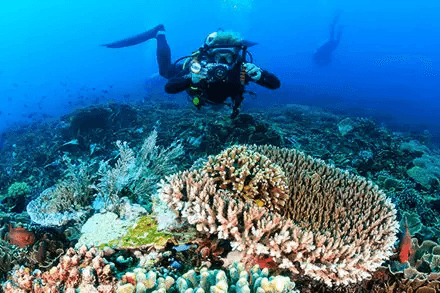 Suunto D4i 交互式学习工具